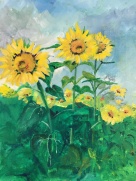 Biltmore Sunflowers